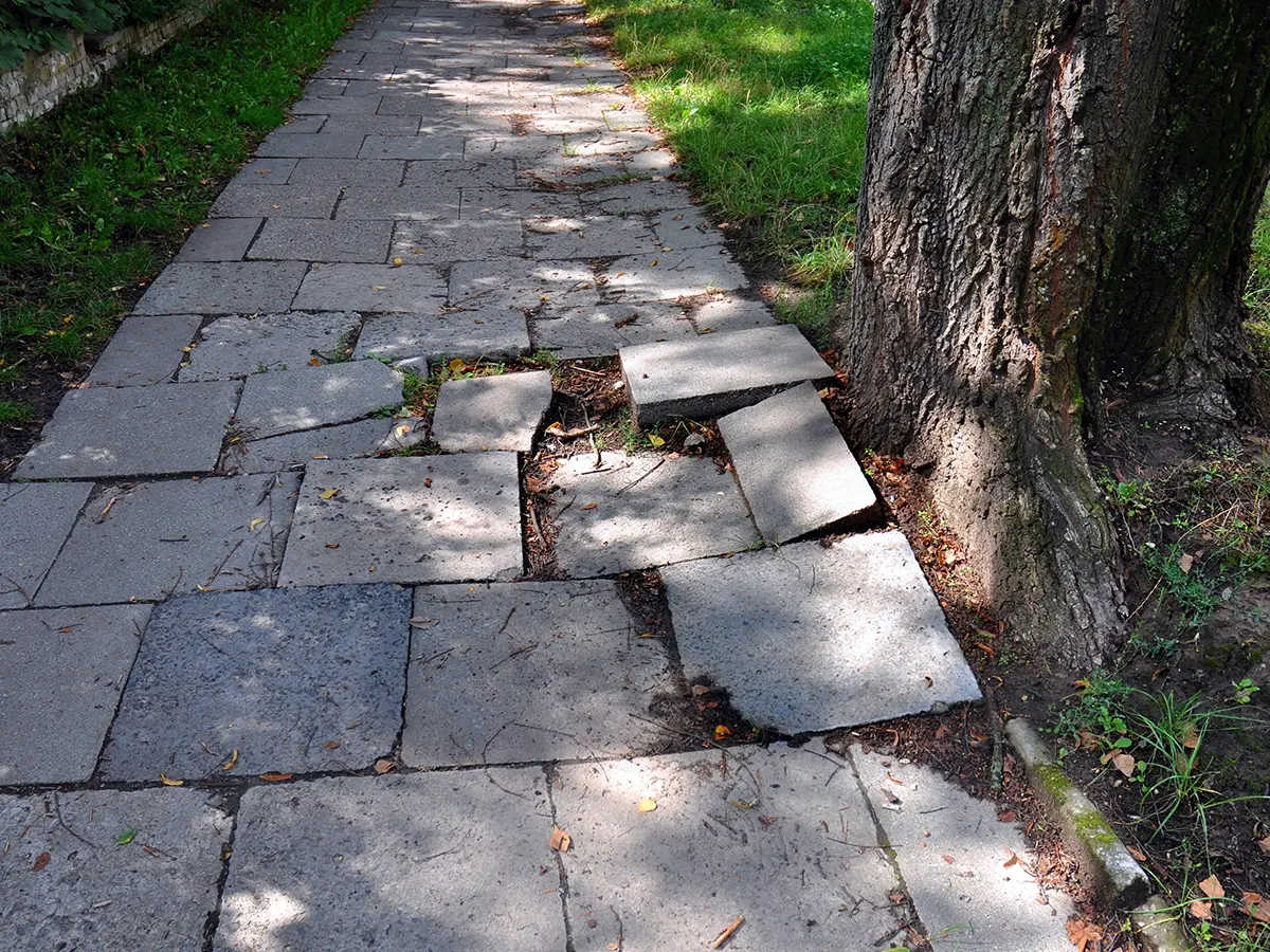 Sidewalk damaged by overgrown tree roots