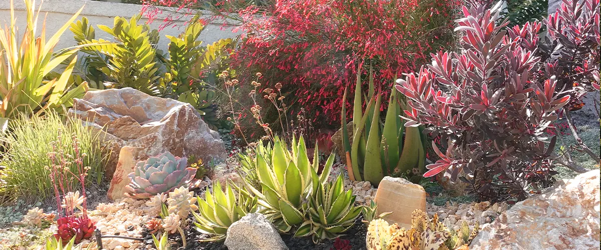A gorgeous xeriscape with a variety of flowering plants and decorative rocks