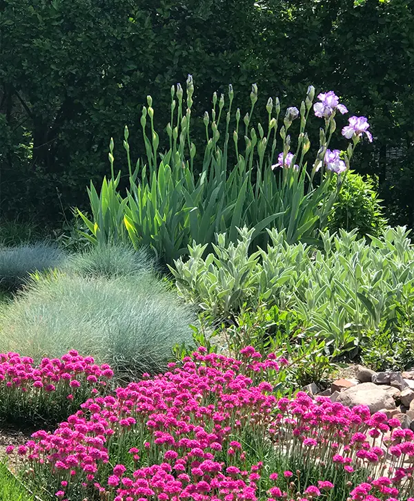 Beautiful garden with blooming iris, blue fescue, lamb's ears, sea thrift - xeriscape
