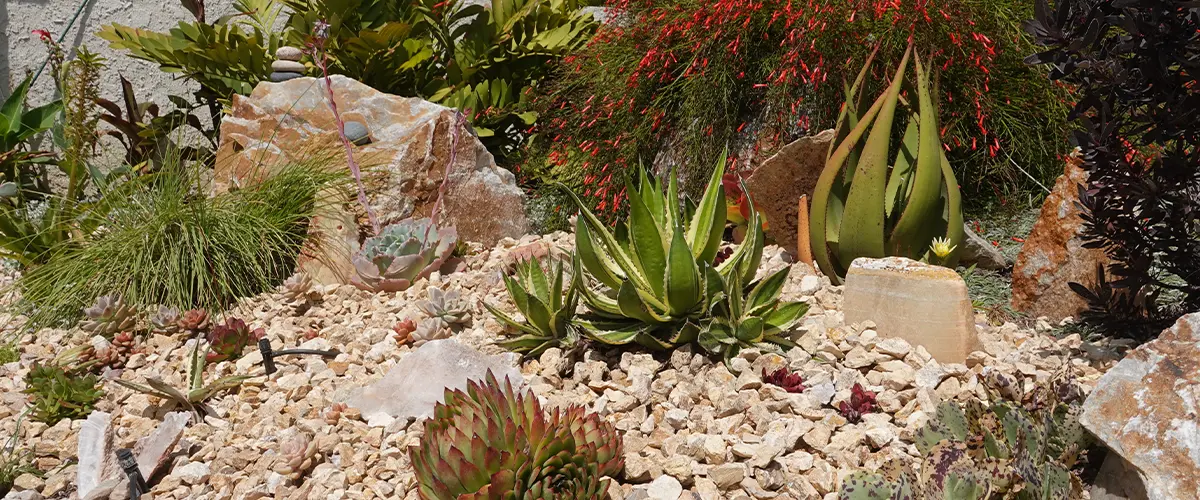 Drought-tolerant xeriscape garden with succulents, rocks, and vibrant red accents, ideal for sustainable landscaping ideas.