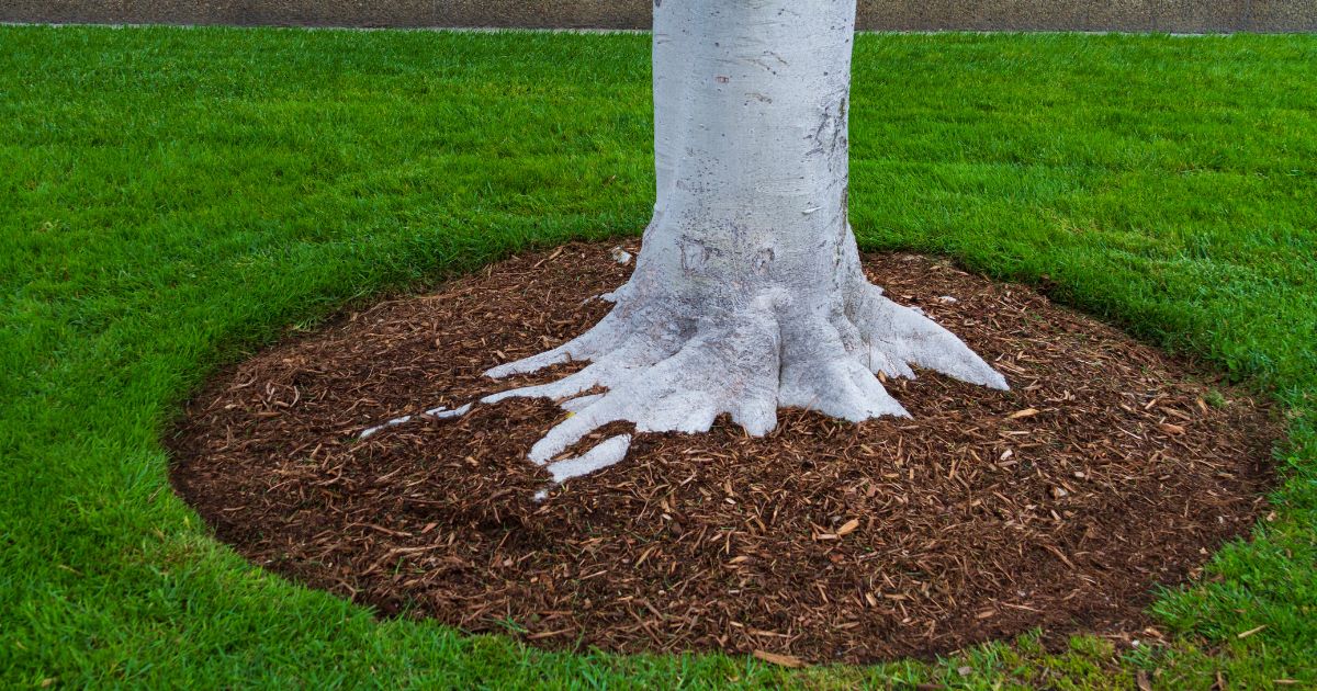 A neatly mulched tree surrounded by lush green grass, showcasing proper landscaping techniques for tree health and moisture retention.