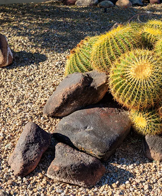 Top 10 Xeriscaping Companies in Denver, CO