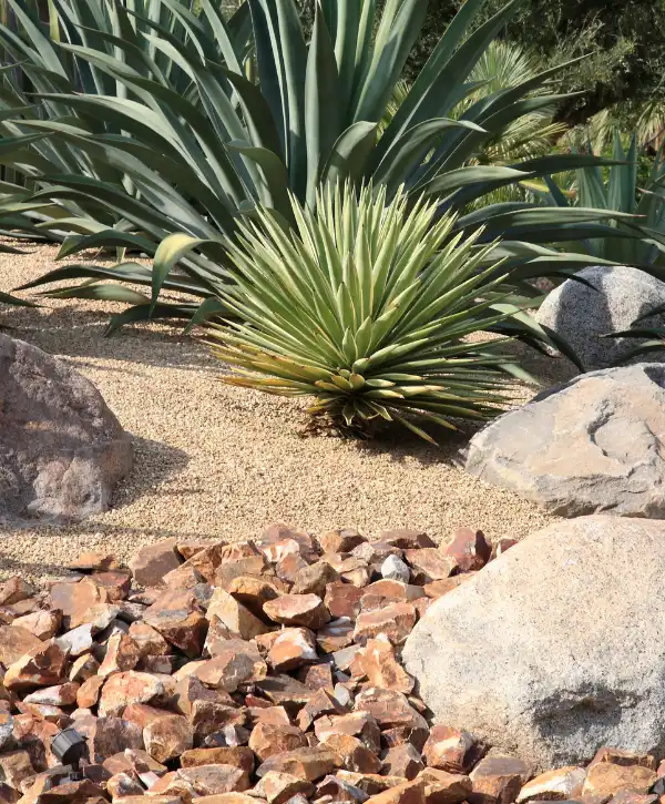 rock landscaping with gravel ground cover and drought tolerant plants