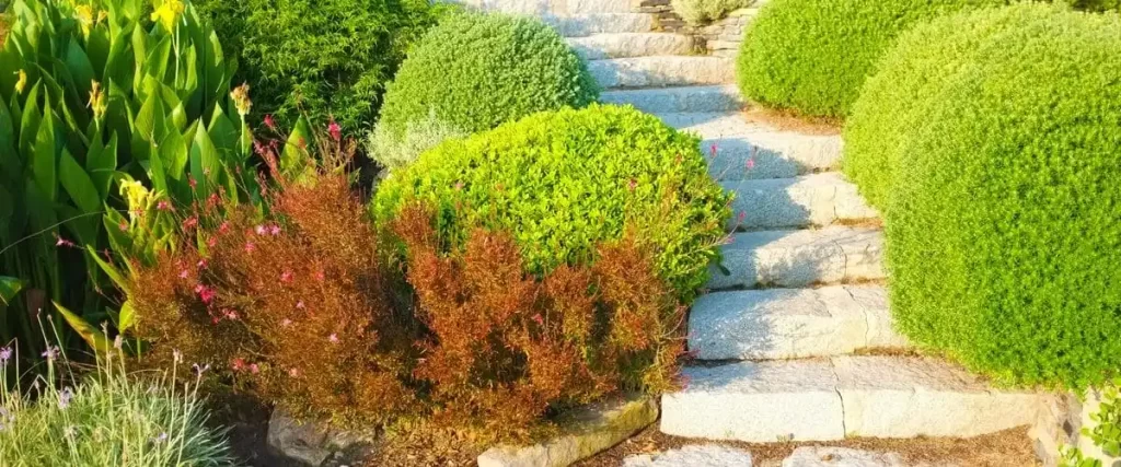 Wide granite garden steps bordered by large, rounded green bushes and reddish ornamental plants on a sloped landscape.