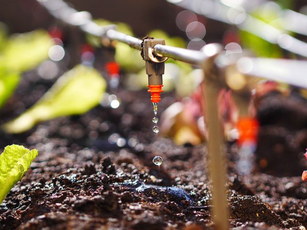 Irrigation system for a backyard garden